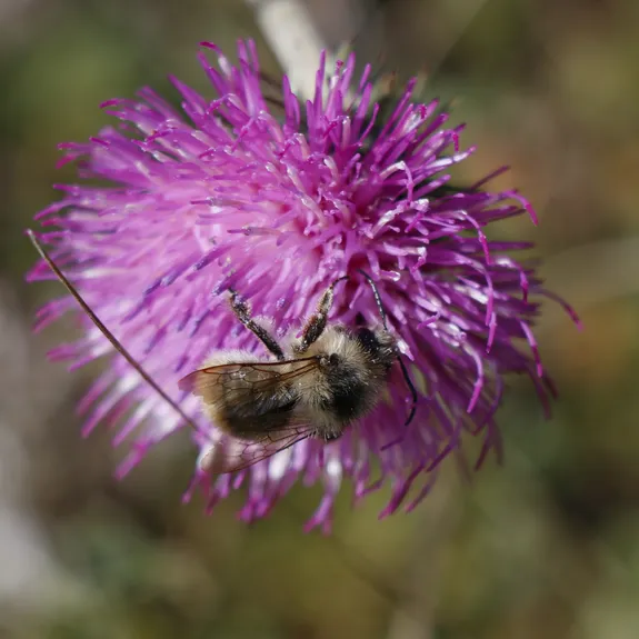 Unsere Philosophie: biodynamischer Weinbau