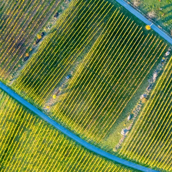 Kunst und Wein am Iselisberg