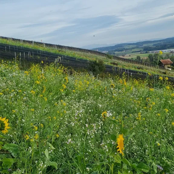 Kommende Anl&auml;sse im Bioweingut Lenz