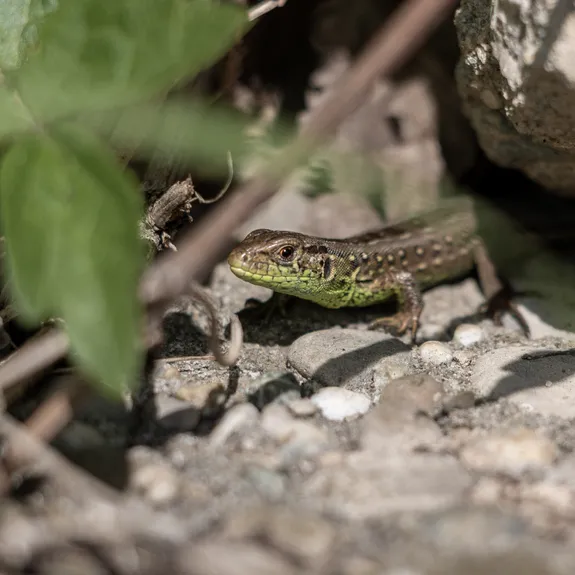  Erlebnispfad Biodiversit&auml;t 