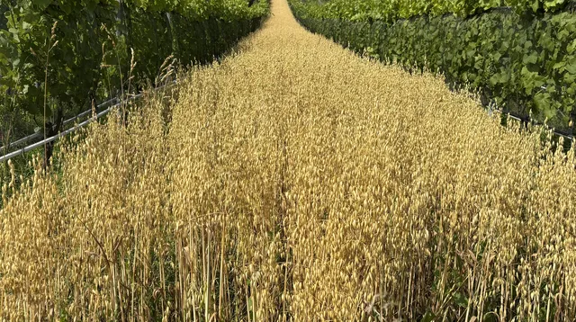 Hier ist der Hafer 2025 inmitten von Weinreben kurz vor der Haferernte