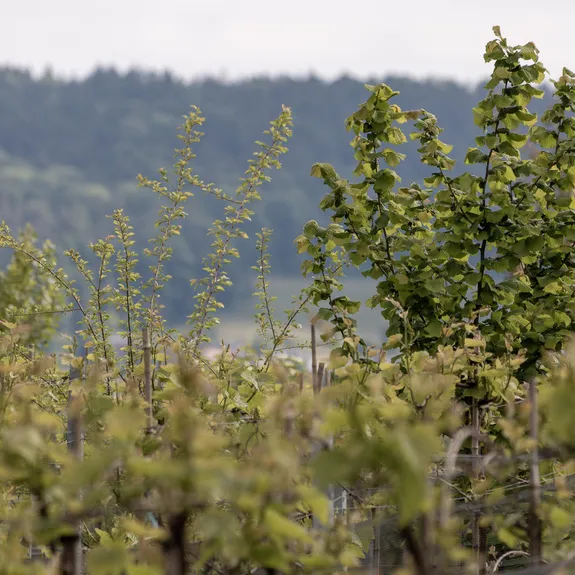 Unsere Weing&auml;rten: Agroforst und Biodiversit&auml;t