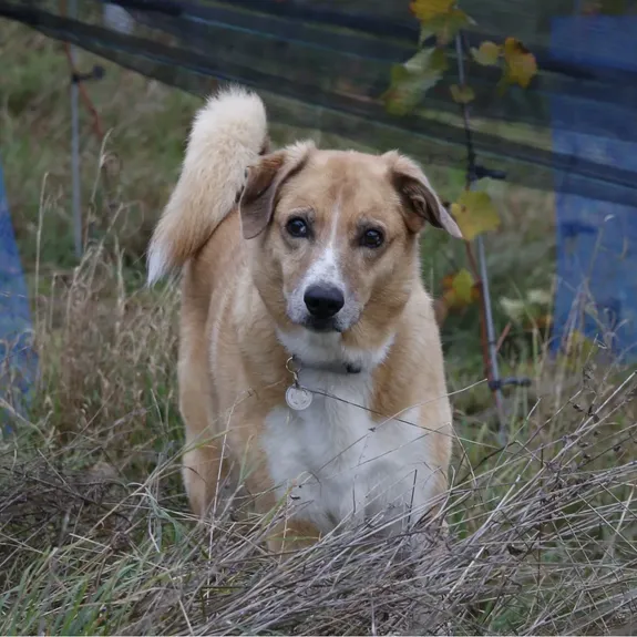 Joy, der Hofhund des Bioweinguts Lenz, im Weingarten
