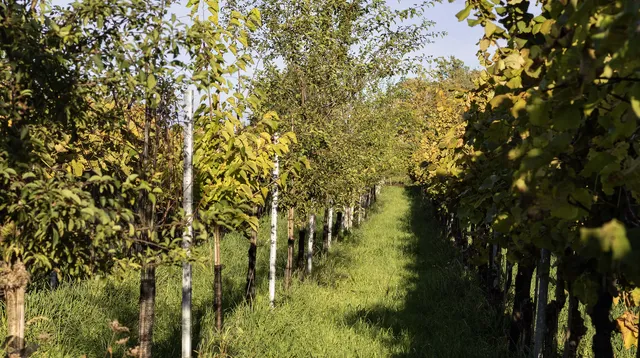 Permakultur wie sie leibt und lebt: verschiedene Frucht- und Nussbäume wechseln sich mit Weinreben ab