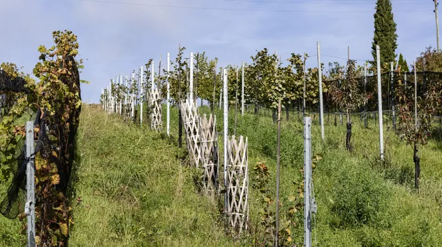 Kaki und Granatapfel schön integriert in unseren Weingärten